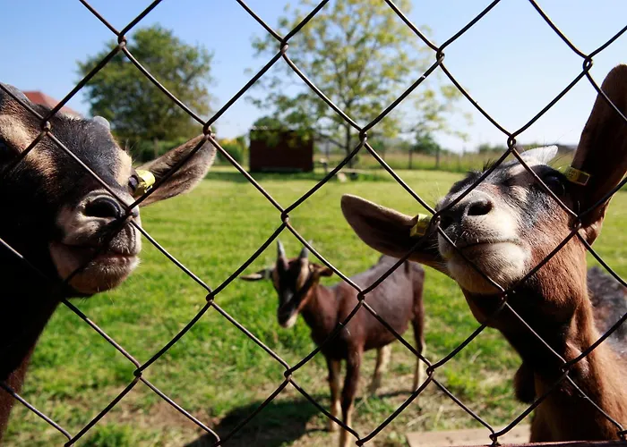 La Chouette Roulotte Apartment